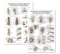 Palace Learning 2 Pack - Anatomy and Injuries of the Hand & Wrist + Anatomy and Injuries of the Foot & Ankle - Set of 2 Anatomical Charts - Laminated 18" x 24"