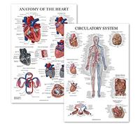 Palace Learning 2 Pack - Circulatory System & Heart Anatomy Posters - Set of 2 Anatomical Charts - Laminated 18" x 24"
