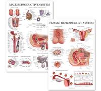 Palace Learning 2 Pack Male & Female Reproductive System Anatomical Charts - Male & Female Anatomy Poster Set - 18" x 27"