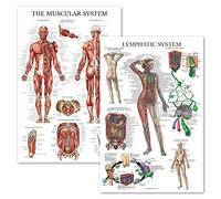 Palace Learning 2 Pack - Muscular System Anatomical Poster + Lymphatic System Anatomy Chart