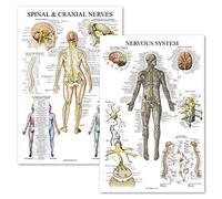 Palace Learning 2 Pack - Spinal Nerves & Nervous System Anatomy Posters - Set of 2 Anatomical Charts - Spine/Nervous - Laminated 18" x 27"