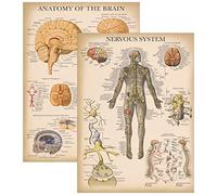 Palace Learning 2 Pack - Vintage Nervous System & Brain Anatomy Posters - Set of 2 Anatomical Charts - Laminated 18" x 24"