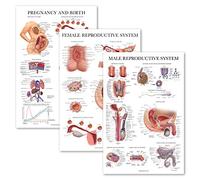 Palace Learning 3 Pack - Female Reproductive System Anatomical Poster + Male Reproductive System + Pregnancy and Birth Anatomy Charts