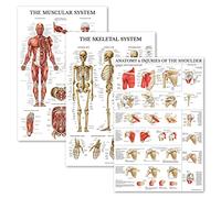 Palace Learning 3 Pack - Muscle + Skeleton + Anatomy & Injuries of the Shoulder Poster Set - Muscular and Skeletal System Anatomical Charts - Laminated - 18" x 24"