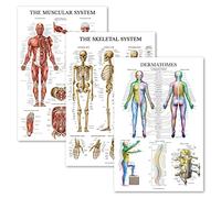 Palace Learning 3 Pack - Muscle + Skeleton + Dermatomes Anatomy Poster Set - Muscular and Skeletal System Anatomical Charts - Laminated - 18" x 24"