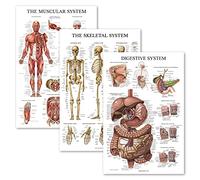Palace Learning 3 Pack - Muscle + Skeleton + Digestive System Anatomy Poster Set - Muscular and Skeletal System Anatomical Charts - Laminated - 18" x 24"