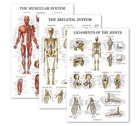 Palace Learning 3 Pack - Muscle + Skeleton + Ligaments of the Joints Anatomy Poster Set - Muscular and Skeletal System Anatomical Charts - Laminated 18" x 24"