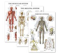 Palace Learning 3 Pack - Muscle + Skeleton + Nervous System Anatomy Poster Set - Muscular and Skeletal System Anatomical Charts - Laminated 18" x 24"