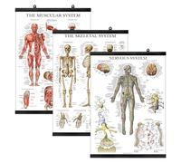 Palace Learning 3 Pack - Muscle + Skeleton + Nervous System Anatomy Poster Set - Muscular and Skeletal System Anatomical Charts - with Plastic Frame 18" x 24"