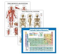 Palace Learning 3 Pack - Muscle + Skeleton + Periodic Table of the Elements for Kids Poster Set - Laminated - 18" x 24"