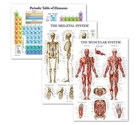 Palace Learning 3 Pack - Periodic Table of the Elements Poster [White] + Muscular & Skeletal System Anatomy Charts (LAMINATED, 18" x 24")