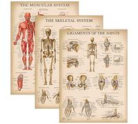 Palace Learning 3 Pack - Vintage Muscle + Skeleton + Ligaments of the Joints Anatomy Poster Set - Muscular and Skeletal System Anatomical Charts - Laminated 18" x 24"