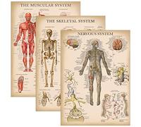 Palace Learning 3 Pack - Vintage Muscle + Skeleton + Nervous System Anatomy Poster Set - Muscular and Skeletal System Anatomical Charts - Laminated 18" x 24"
