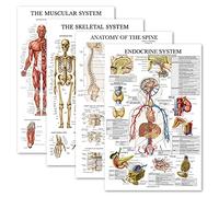 Palace Learning 4 Pack - Anatomical Poster Set - Laminated - Muscular, Skeletal, Anatomy of the Spine, Endocrine System - Anatomy Chart Set (LAMINATED, 18'' x 27'')