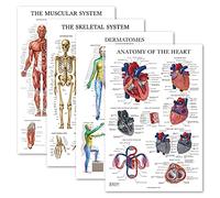 Palace Learning 4 Pack - Anatomical Poster Set - Laminated - Muscular, Skeletal, Dermatomes, Heart Anatomy - Anatomy Chart Set (LAMINATED, 18'' x 24'')