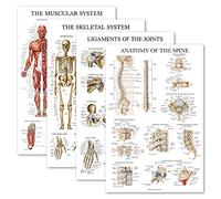Palace Learning 4 Pack - Anatomical Poster Set - Laminated - Muscular, Skeletal, Ligaments of the Joints, Anatomy of the Spine - Anatomy Chart Set (LAMINATED, 18'' x 27'')