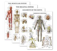 Palace Learning 4 Pack - Anatomical Poster Set - Laminated - Muscular, Skeletal, Ligaments of the Joints, Nervous System - Anatomy Chart Set (LAMINATED, 18” x 24”)