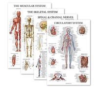 Palace Learning 4 Pack - Anatomical Poster Set - Laminated - Muscular, Skeletal, Spinal Nerves, Circulatory System - Anatomy Chart Set (LAMINATED, 18'' x 24'')