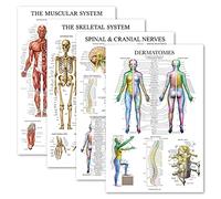 Palace Learning 4 Pack - Anatomical Poster Set - Laminated - Muscular, Skeletal, Spinal Nerves, Dermatomes - Anatomy Chart Set (LAMINATED, 18'' x 24'')