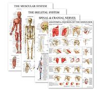 Palace Learning 4 Pack - Anatomical Poster Set - Laminated - Muscular, Skeletal, Spinal Nerves, Shoulder Anatomy - Anatomy Chart Set (LAMINATED, 18'' x 27'')
