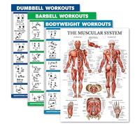 Palace Learning 4 Pack - Dumbbell + Barbell + Bodyweight Workouts - Muscle Set of 4 Laminated Charts (18” x 24”)