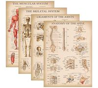 Palace Learning 4 Pack - Vintage Anatomy Poster Set - Laminated - Muscular, Skeletal, Ligaments of the Joints, Anatomy of the Spine - Anatomical Chart Set - 18” x 24”