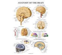 Palace Learning Brain Anatomy Poster - Laminated - Anatomical Chart of the Human Brain- Laminated 18" x 24"