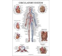 Palace Learning Circulatory System Anatomical Chart - Vascular Anatomy Poster - Double Sided - (18" x 24")