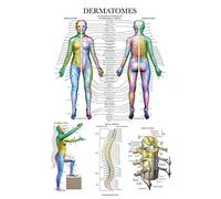 Palace Learning Dermatomes & Nervous System Anatomical Chart - Dermatomes Anatomy Poster