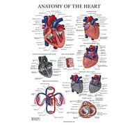 Palace Learning Heart Anatomy Poster - LAMINATED - Anatomical Chart of the Human Heart - 18" x 24"