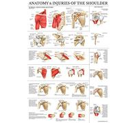 Palace Learning LAMINATED Anatomy and Injuries of the Shoulder Poster - Shoulder Joint Anatomical Chart