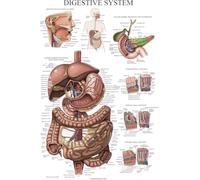Palace Learning Laminated Digestive System Anatomical Chart - Gastrointestinal Anatomy Poster 18" x 24"