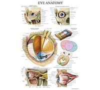 Palace Learning LAMINATED Eye Anatomical Poster - Human Eye Anatomy Chart - 18 x 27