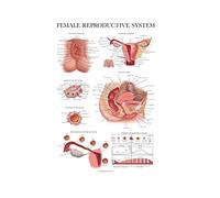 Palace Learning Laminated Female Reproductive System Anatomical Chart - Female Anatomy Poster - 18" x 24"