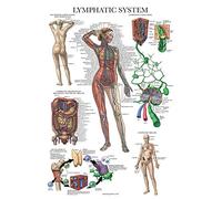 Palace Learning Laminated Lymphatic System Anatomical Poster - Lymphatic Anatomy Chart - 18" x 24"