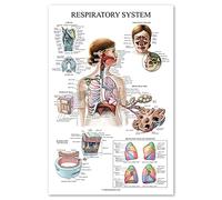 Palace Learning Laminated Respiratory System Anatomical Chart - Lung Anatomy Poster - 18" x 24"