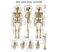 Palace Learning LAMINATED Skeletal System Poster - Human Skeleton Chart - 18 x 24 (Vertical Layout)