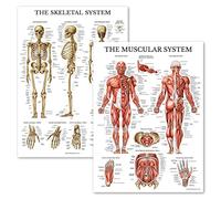 Palace Learning Muscular & Skeletal System Anatomical Poster Set - LAMINATED 2 Chart Set - Human Skeleton & Muscle Anatomy - (18 x 27)