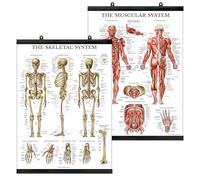 Palace Learning Muscular & Skeletal System Anatomical Poster Set - Laminated With Plastic Frame 2 Chart Set - Human Skeleton & Muscle Anatomy - (18" x 24")