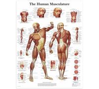 Palace Learning Muscular & Skeletal System Anatomical Poster Set,Male Muscular System Poster Canvas Poster The Human Musculature Poster 50x70cm/19.68 x27.55inch