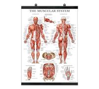 Palace Learning Muscular System Anatomical Poster - LAMINATED WITH PLASTIC FRAME - Muscle Anatomy Chart - Double Sided (18" x 24")
