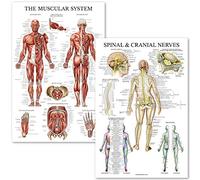 Palace Learning Muscular System & Spinal Nerves Anatomical Poster - LAMINATED - 2 Poster Set - Muscle and Spinal Nerves Anatomy Chart Set 18" x 24" (Muscle/Spine)