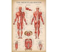 Palace Learning Vintage Muscular System Anatomical Chart - Human Muscle Anatomy Poster (LAMINATED, 18" x 24")