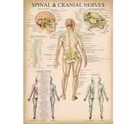 Palace Learning Vintage Spinal Nerves Anatomical Chart - Spine and Cranial Nervous System Anatomy Poster (with Dermatomes) Laminated - 18" x 24"