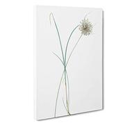 Pale Garlic Flowers by Pierre-Joseph Redoute Canvas Print | Gallery Wrapped 30mm Frame Wall Art | 30x20 inches | Ready to Hang | Modern Floral Picture | Living Room Bedroom Lounge Office