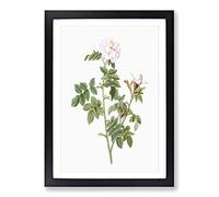 Pale Pink Roses by Pierre-Joseph Redoute Framed Print | A2 Black Framed Wall Art | Ready to Hang | Modern Nature Picture | Living Room Bedroom Lounge Office