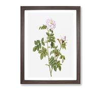 Pale Pink Roses By Pierre Joseph Redoute Vintage Framed Print | A3 Walnut Framed Wall Art | Ready to Hang | Classic Nature Picture | Living Room Bedroom Lounge Office