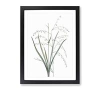 Pale Vanilla Lily Flowers By Pierre Joseph Redoute Vintage Framed Print | A4 Black Framed Wall Art | Ready to Hang | Classic Floral Picture | Living Room Bedroom Lounge Office