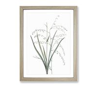 Pale Vanilla Lily Flowers By Pierre Joseph Redoute Vintage Framed Print | A4 Oak Framed Wall Art | Ready to Hang | Classic Floral Picture | Living Room Bedroom Lounge Office