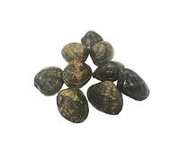 Palourde Clams, Fresh, 1kg